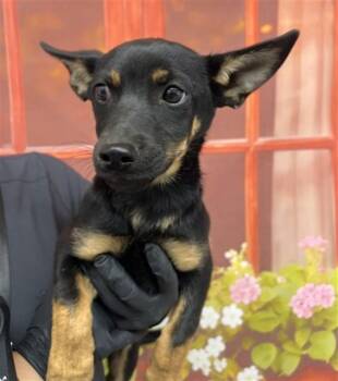 SOPHIE -  German Shepherd Dog and Mixed Breed Dog Available for Adoption in San Bernardino, California - SOPHIE | PetCurious