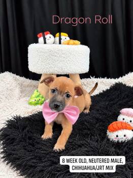 Dragon Roll -  Chihuahua and Jack Russell Terrier Dog for Adoption in Sevierville, Tennessee - Dragon Roll | PetCurious