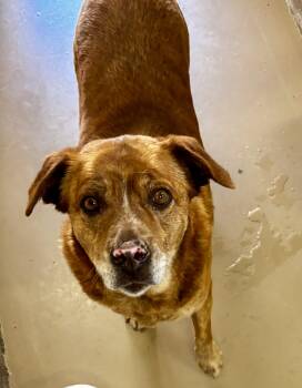 Australian Shepherd Dogs Available for Adoption - Chula | PetCurious