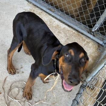 Wilson -  Black And Tan Coonhound Dog for Adoption in Birmingham, Alabama - Wilson | PetCurious