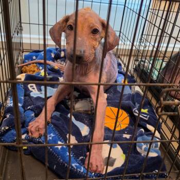 Vinny FKA Ranger -  Mixed Breed Dog for Adoption in Leander, Texas - Vinny FKA Ranger | PetCurious
