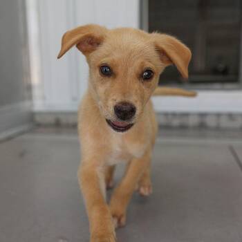 Sprouted Bread -  Mixed Breed Dog for Adoption in Bradenton, Florida - Sprouted Bread | PetCurious