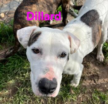 Rescue Bull Terrier and Mixed Breed Dogs for Adoption in Kemp, Texas - Dillard | PetCurious