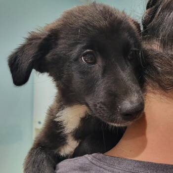 Franklin -  Australian Shepherd and Mixed Breed Dog for Adoption in Pinellas Park, Florida - Franklin | PetCurious