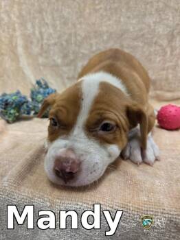 Mandy -  Pit Bull Terrier Dog for Adoption in Rocky Mount, North Carolina - Mandy | PetCurious