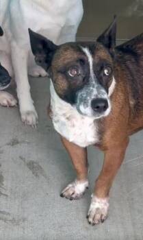 Sophia -  Australian Cattle Dog Blue Heeler Dog for Adoption in Portland, Maine - Sophia | PetCurious