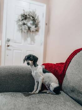 Chiweenie and Whippet Dogs Available for Adoption - Marina | PetCurious