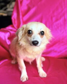 MATILDA -  Chihuahua Dog for Adoption in Rowland Heights, California - MATILDA | PetCurious