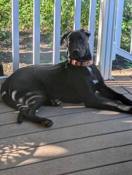 Rescue German Shepherd Dog and Black Labrador Retriever Dogs for Adoption in West Richland, Washington - Bear | PetCurious