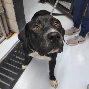 CSAS-Stray-860 -  Pit Bull Terrier and Mixed Breed Dog for Adoption in Springtown, Texas - CSAS-Stray-860 | PetCurious