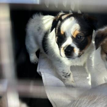 Frenchy -  Cattle Dog and Chihuahua Dog for Adoption in Durango, Colorado - Frenchy | PetCurious