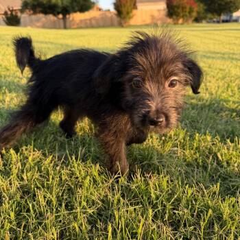 Josie C-34378 -  Poodle and Labrador Retriever Dog for Adoption in Oklahoma City, Oklahoma - Josie C-34378 | PetCurious