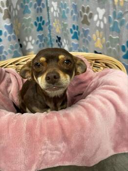 Chihuahua Dogs Available for Adoption in Rosenberg, Texas - MILLIE | PetCurious