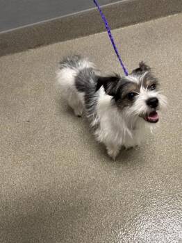 KUKY -  Terrier Dog for Adoption in Las Vegas, Nevada - KUKY | PetCurious