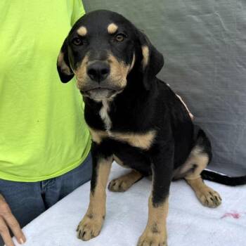 Mixed Breed Dogs Available for Adoption - Briella | PetCurious