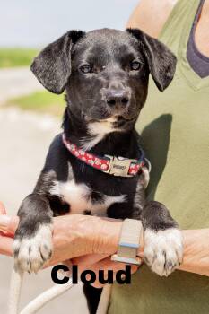 Mixed Breed Dogs Available for Adoption in Macomb, Illinois - Cloud | PetCurious