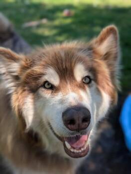 Kota -  Alaskan Malamute Dog for Adoption in Comox, British Columbia - Kota | PetCurious