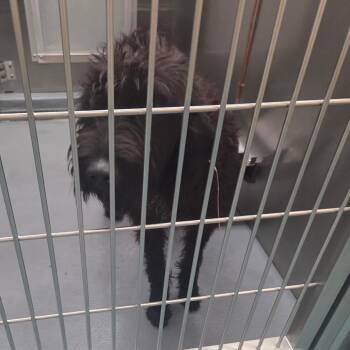 Mixed Breed Dogs Available for Adoption in Memphis, Tennessee - Coco | PetCurious