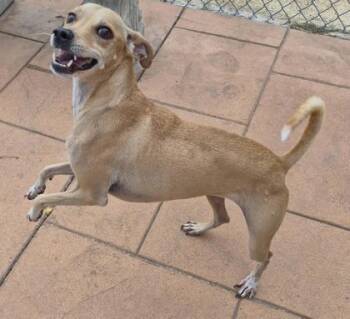 Tinkerbell -  Vizsla and Mixed Breed Dog for Adoption in Shreveport, Louisiana - Tinkerbell | PetCurious