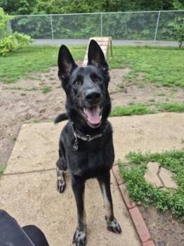 Felix -  German Shepherd Dog Dog for Adoption in Lafayette, Indiana - Felix | PetCurious