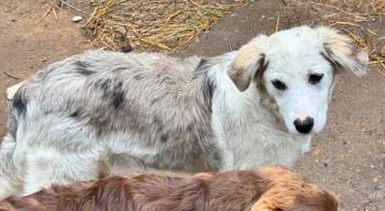 Australian Shepherd and German Shepherd Dog Dogs Available for Adoption in Little Rock, Arkansas - Paprika | PetCurious