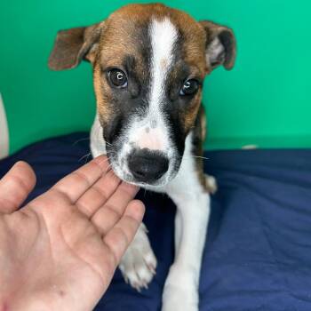 Hudson -  Rat Terrier and Hound Dog for Adoption in San Antonio, Texas - Hudson | PetCurious