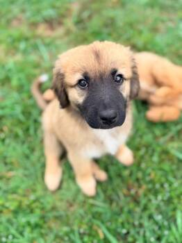 26-057 Stormy -  Shepherd Dog for Adoption in Richardson, Texas - 26-057 Stormy | PetCurious