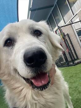 MAGGIE -  Mixed Breed Dog for Adoption in Dallas, Texas - MAGGIE | PetCurious