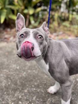 Pit Bull Terrier and Mixed Breed Dogs Available for Adoption - Roxy | PetCurious