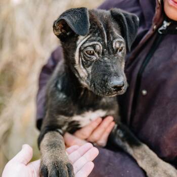 Mixed Breed Dogs Available for Adoption in Chester Springs, Pennsylvania - Ookie | PetCurious
