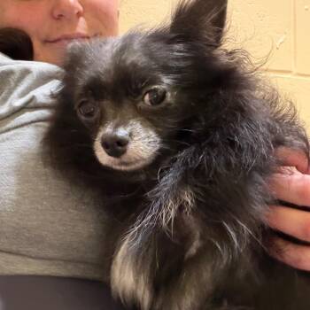 Queenie -  Pomeranian and None Dog for Adoption in Bedford, New Hampshire - Queenie | PetCurious