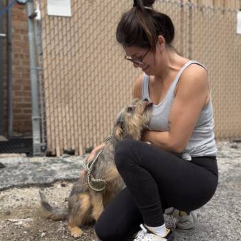 Kiki -  Terrier and Mixed Breed Dog for Adoption in Chicago, Illinois - Kiki | PetCurious
