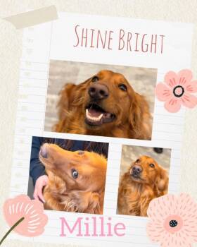 Retriever Dogs Available for Adoption - Millie | PetCurious