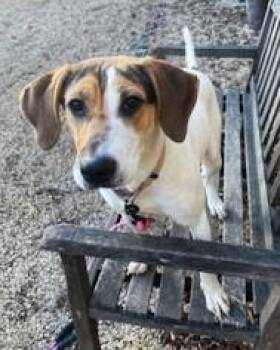 Hound and Mixed Breed Dogs Available for Adoption - Liv | PetCurious