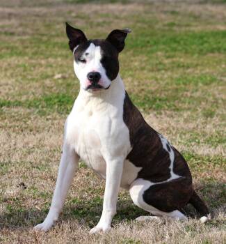 Staffordshire Bull Terrier and Mixed Breed Dogs Available for Adoption - STORMI | PetCurious