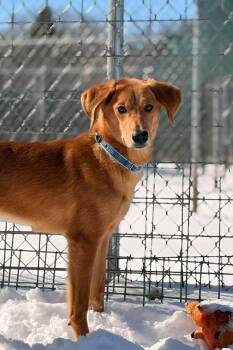 O4 Remi -  Retriever and Mixed Breed Dog Available for Adoption in Ashland, Wisconsin - O4 Remi | PetCurious