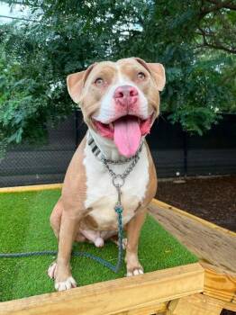 Mayan -  Mixed Breed Dog for Adoption in Cincinnati, Ohio - Mayan | PetCurious