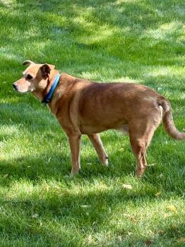 Rescue Labrador Retriever Dogs for Adoption in Mokena, Illinois - AJ | PetCurious