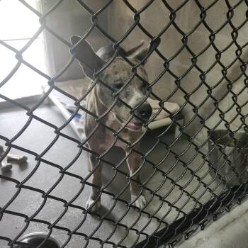 Catahoula Leopard Dog Dogs Available for Adoption in Clearwater, Florida - Regina | PetCurious