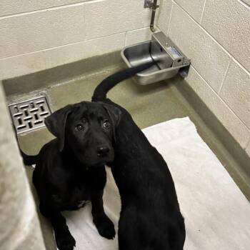 Wiggles -  Black Labrador Retriever Dog for Adoption in Harrisonburg, Virginia - Wiggles | PetCurious
