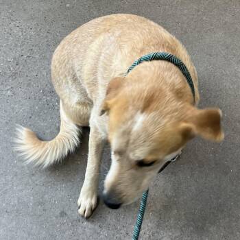 111733 -  Mixed Breed Dog for Adoption in Las Cruces, New Mexico - 111733 | PetCurious