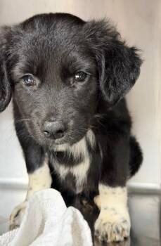 Sparkler $550 -  Portuguese Water Dog and Poodle Dog for Adoption in West Milwaukee, Wisconsin - Sparkler $550 | PetCurious