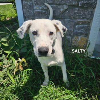 Salty -  Dalmatian and Mixed Breed Dog for Adoption in Madisonville, Tennessee - Salty | PetCurious