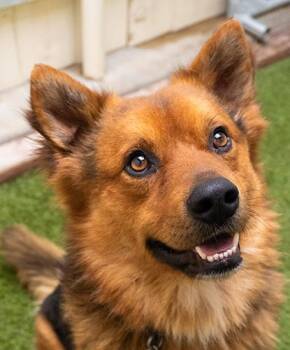 Shepherd Dogs Available for Adoption in Encinitas, California - Disco | PetCurious