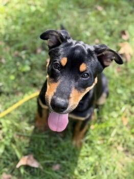 Rolo -  Rottweiler Dog for Adoption in Petersburg, Virginia - Rolo | PetCurious