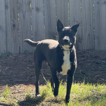 Shepherd Dogs Available for Adoption - CHICO | PetCurious