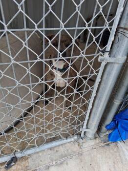 Draconia -  Pit Bull Terrier and Mixed Breed Dog for Adoption in Brownwood, Texas - Draconia | PetCurious