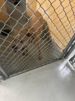 ALLIGATOR -  Pit Bull Terrier and Mixed Breed Dog for Adoption in Tulsa, Oklahoma - ALLIGATOR | PetCurious
