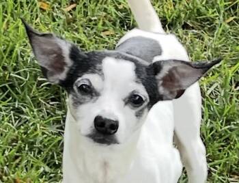 Rescue Chihuahua Dogs for Adoption - Donte | PetCurious