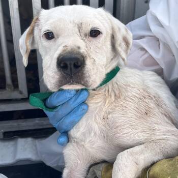 Jade -  Terrier Dog for Adoption in Edinburg, Texas - Jade | PetCurious